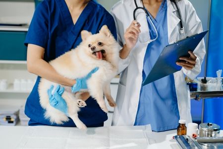 Clínica Veterinária 24Horas