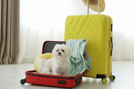 Hotel Pet