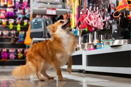 Pet Shop