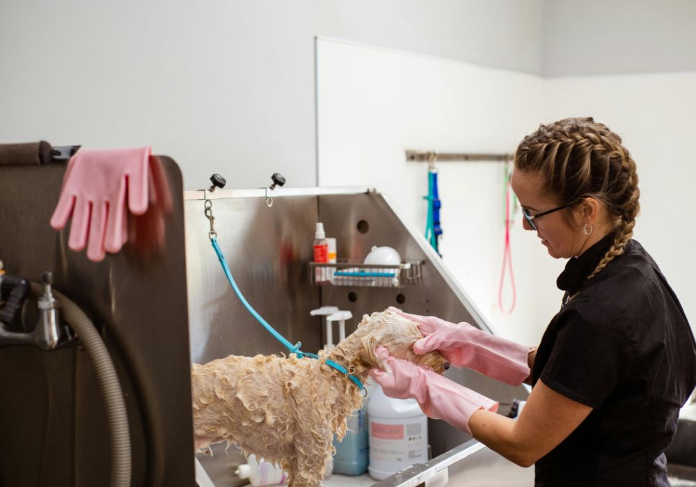 Banho e Tosa de Cães e Gatos em Uberlândia Banho e Tosa de Cães e Gatos em Uberlândia