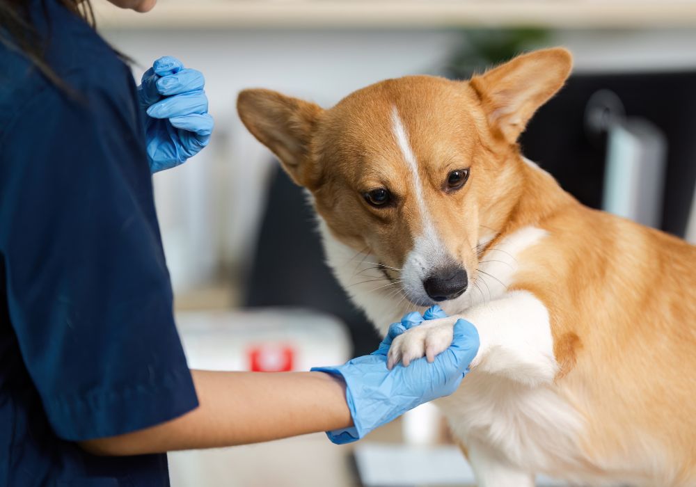 Hospital de Animais em Uberlândia Hospital de Animais em Uberlândia