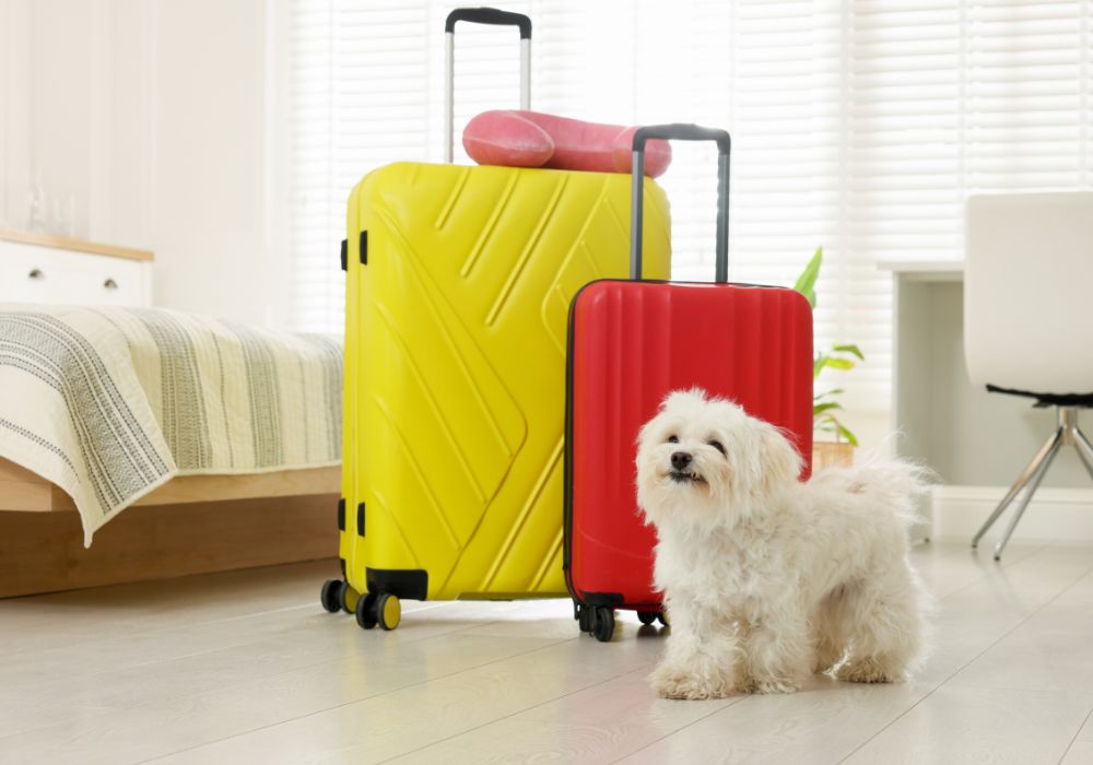 Hotel para Animais em Uberlândia Hotel para Animais em Uberlândia