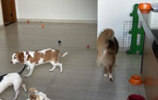 Hotelzinho PET (10)