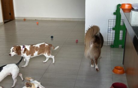 Hotelzinho PET (10)