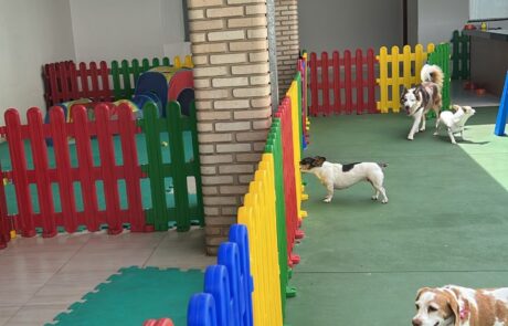 Hotelzinho PET (5) Hotelzinho PET (5)