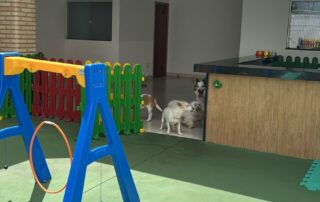 Hotelzinho PET (7) Hotelzinho PET (7)