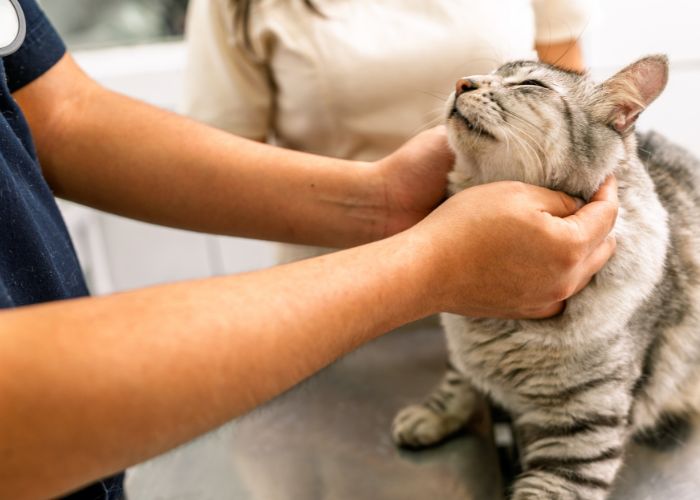 Internação de Gato 24 horas em Uberlândia Internação de Gato 24 horas em Uberlândia